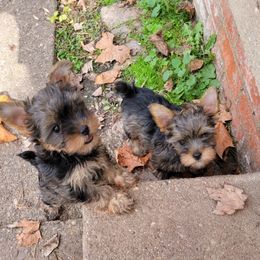 Great Dane and Yorkshire Terrier Puppies from Chuck City Danes