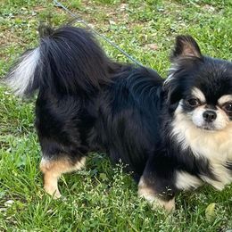 Morocco - Chihuahua