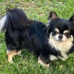 Morocco - Chihuahua