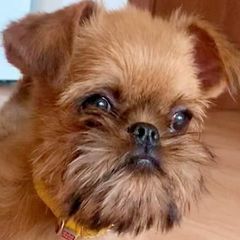 Mriya - Brussels Griffon
