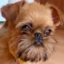 Mriya - Brussels Griffon