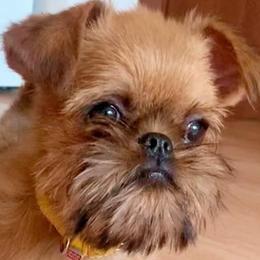 Mriya - Brussels Griffon
