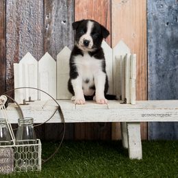 Border Collie Puppies from Contact Point Border Collies