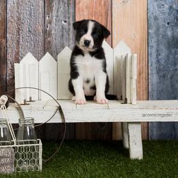 Border Collie Puppies from Contact Point Border Collies