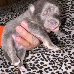 Chase - Blue and tan male Pomeranian puppy in Okmulgee, Oklahoma from 918 Pomeranians