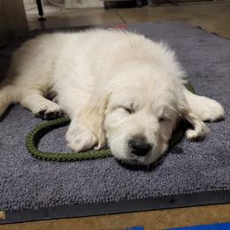 Golden Retriever Puppies from Light Hill Goldens