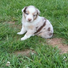 Australian Shepherd Puppies from Adams Family Aussies