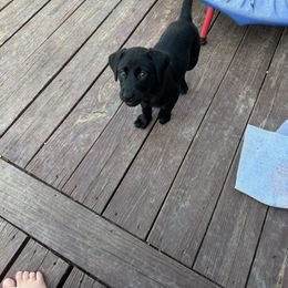 Labrador Retriever Puppies from Balanced Rock Retrievers