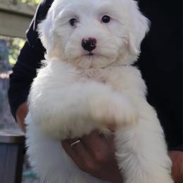 Redford -  Green - Cream male Goldendoodle puppy in Ruthorfordton, North Carolina from Duncan Doodles Goldendoodles