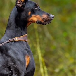 Girl - Blue collar - Black and rust Doberman Pinscher puppy in Old Bridge, New Jersey from Wizard Ost Revolution kennel