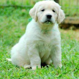 Golden Retriever Puppies from GoldWynns English Cream Golden Retrievers