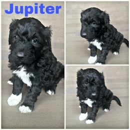 Jupiter - Black and white Aussiedoodle puppy in Tyler, Texas from Southern Royal Aussiedoodles