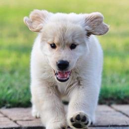 Golden Retrievers from Paradise Gold Golden Retrievers