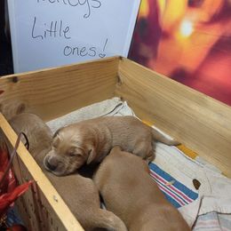 5th Pick male - Dark golden male Golden Retriever puppy in Forest Lake, Minnesota from Northern Lights Goldens