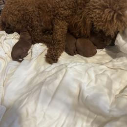 Noah - Red  male Poodle puppy in Okc, Oklahoma from Designer Poos By Diva