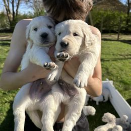 Golden Retriever Puppies from Avalon English Retrievers