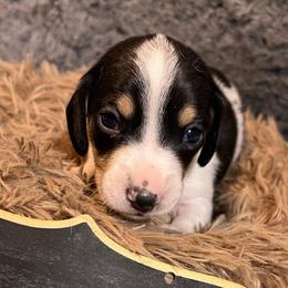Roy Boy 3 - Piebald male Dachshund puppy in Bigfork, Minnesota from Dachshunds Up North