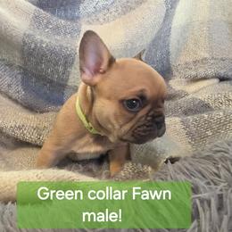 Boy 3 - Fawn male French Bulldog puppy in Grand Junction, Colorado from Elisabeth's Frenchies