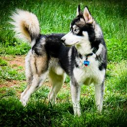 Lycan - Siberian Husky