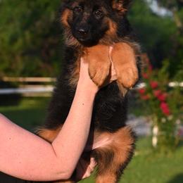 Roxy - Black and red female German Shepherd puppy in Azle, Texas from Nuckols-Alsup Canines German Shepherds