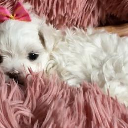Cinderella - White female Maltese puppy in Buckeye, Arizona from Casper’s maltese