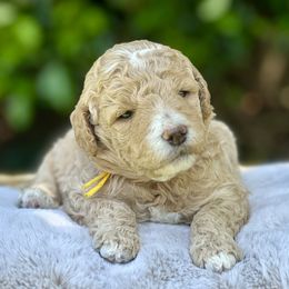 Sundae - Cream Goldendoodle puppy in Santa Barbara, California from K+C Doodles