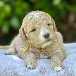 Sundae - Cream Goldendoodle puppy in Santa Barbara, California from K+C Doodles