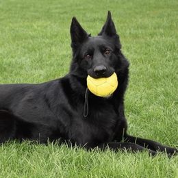 Ursa - German Shepherd