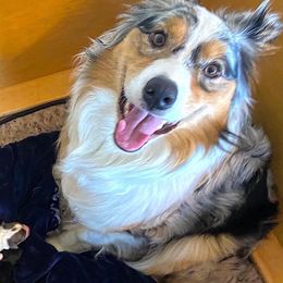 Aussiedoodles, Australian Shepherds, and Miniature Australian Shepherds from Happy Haven Puppies