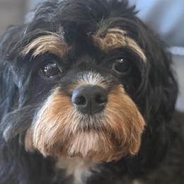 Cavapoos and Poodles from Wonderfully Made Poodles & Doodles