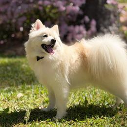 Wallen - White male Pomsky puppy in Shreveport, Louisiana from Geaux Pomsky