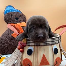 Blue - Chocolate male Labrador Retriever puppy in Heath Springs, South Carolina from Rich Hill Retrievers