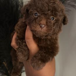 Maple - Brown female Poodle puppy in Kissimmee, Florida from Unique Poodles