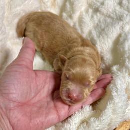 Tokyo - Red  female Goldendoodle puppy in Haltom City, Texas from Ohana Doodles