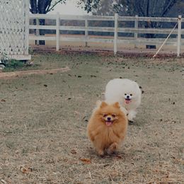 Zoey - Pomeranian