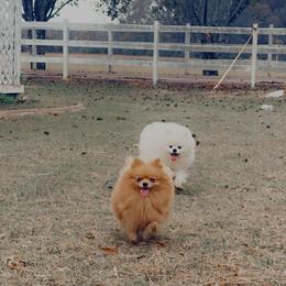 Zoey - Pomeranian