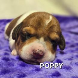 Poppy-wirehair - Red female Dachshund puppy in Blair, Oklahoma from North Fork Doxies-Okla