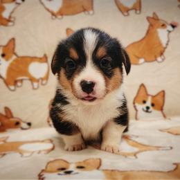 Triton - Black and tan male Pembroke Welsh Corgi puppy in Warrensburg, New York from The Adirondack Corgi