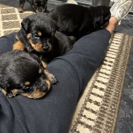 German Shepherd and Rottweiler Puppies from Von Der Hügelspitze