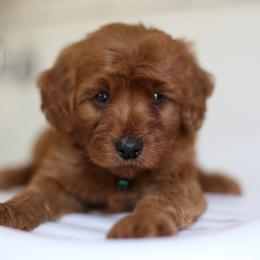 Jett - Red  male Goldendoodle puppy in Stevens, Pennsylvania from Pebble Paws Lane