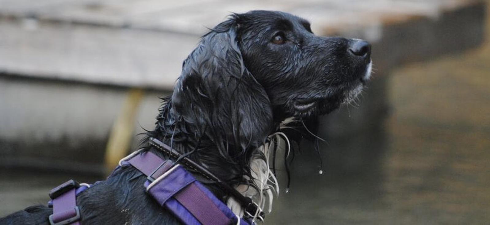 Crack O' Dawn Cockers in Oregon | English Cocker Spaniel puppies | Good Dog