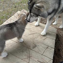 Siberian Husky Puppies from WILLIAM HUNDLEY
