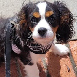 Cavalier King Charles Spaniel All Grown Up from Majesty Cavaliers