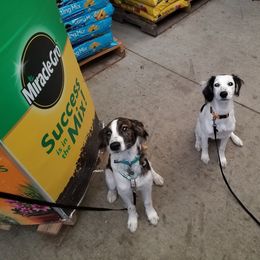 Companion Cross Puppies from Mandala Dogs