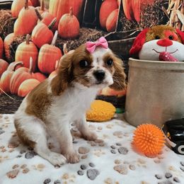 AKC Candy - Blenheim female Cavalier King Charles Spaniel puppy in Lebanon, Missouri from Leerose Puppies