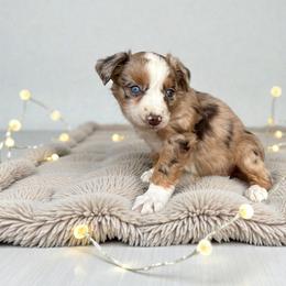 Rosie Buckley - Red merle female Australian Shepherd puppy in Statesville, North Carolina from Charming Australian Shepherds
