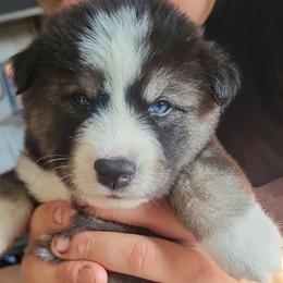 Dark Blue - Black and white male Siberian Husky puppy in Swansea, Illinois from Husky B's