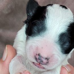 Girl 3 - Assorted Doodle Crosses puppy in Lane County, Oregon from Happy Little Tails