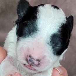 Girl 3 - Assorted Doodle Crosses puppy in Lane County, Oregon from Happy Little Tails