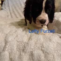 English Springer Spaniel All Grown Up from Lynn Bee Avenue